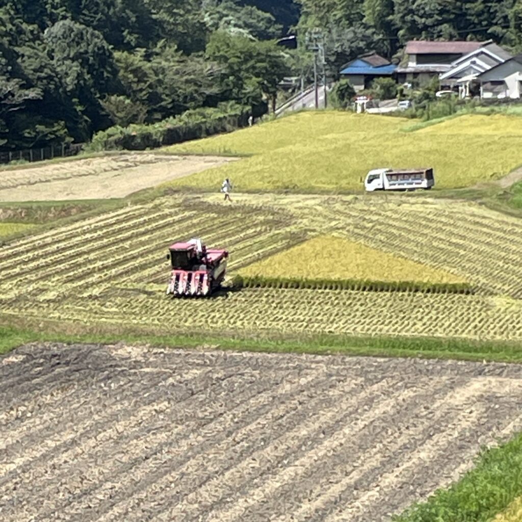 稲刈り