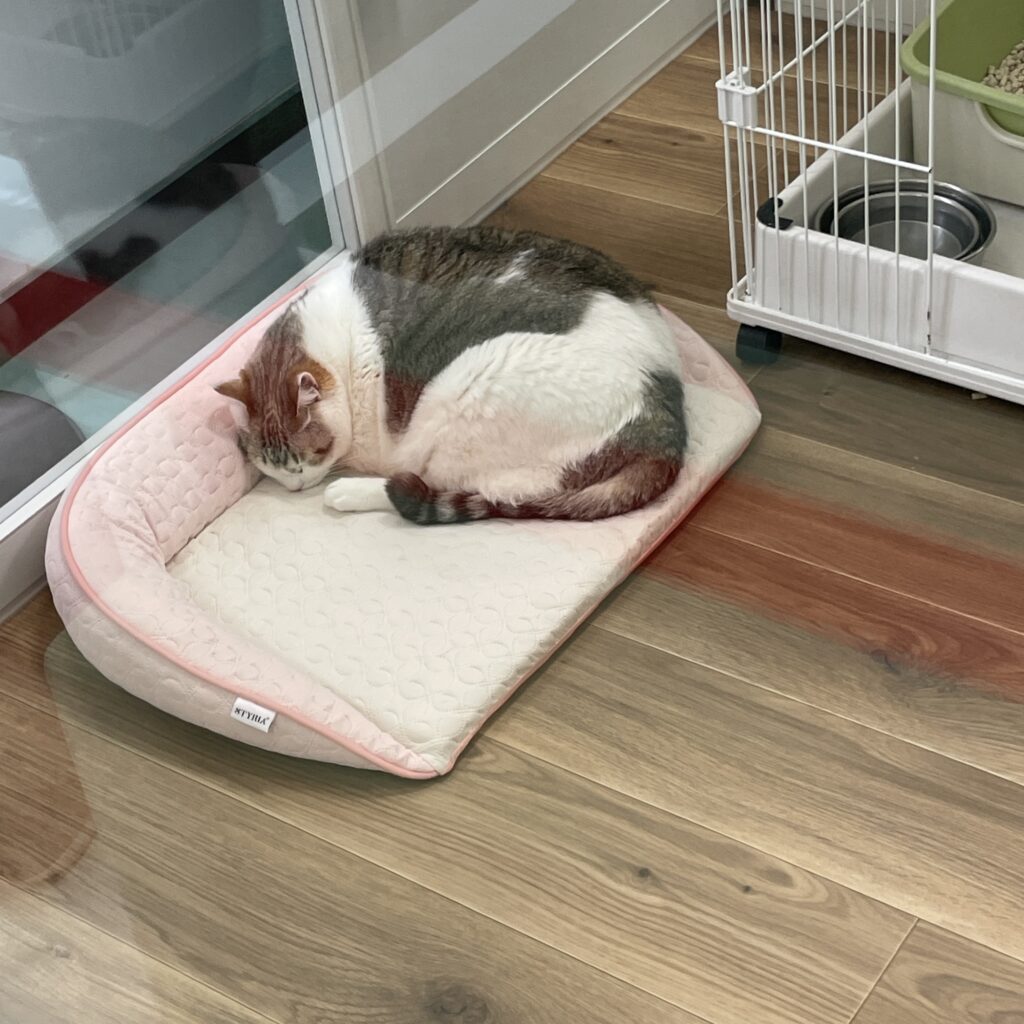 動物愛護