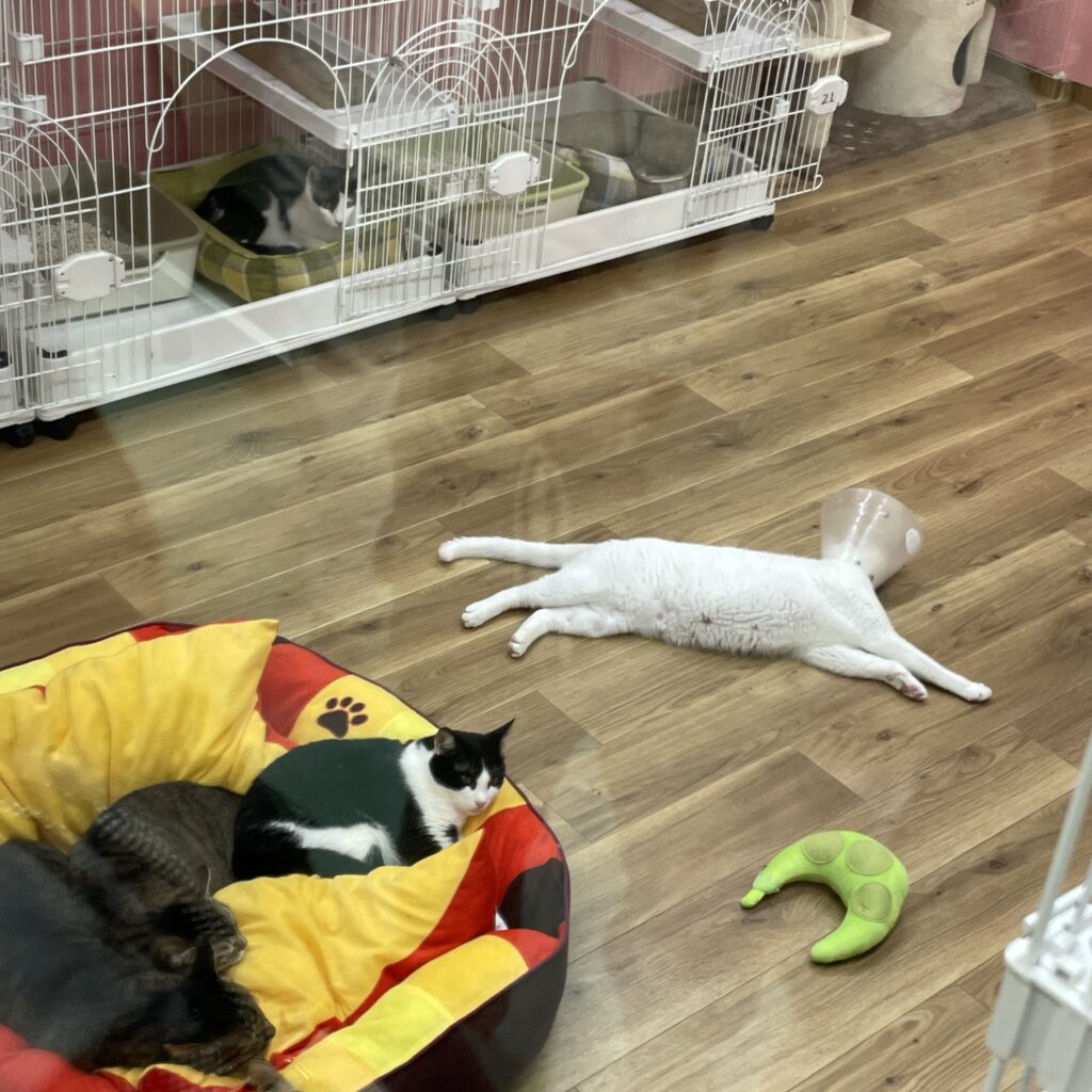 動物愛護